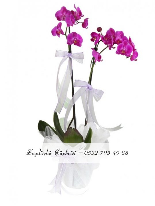 ÇİFT DAL MOR ORKİDE
