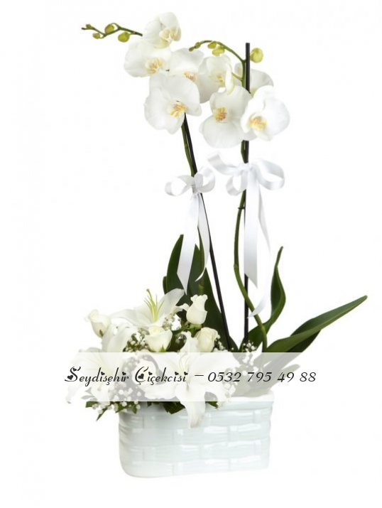 ÇİFT DAL ORKİDE , KAZABİLANKA VE GÜLLER