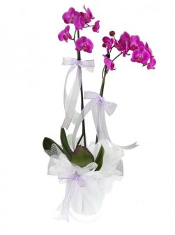 ÇİFT DAL MOR ORKİDE